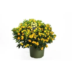 Wandelroeschen, Lantana Camara, Blüte: Gelb