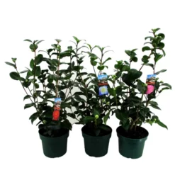 Kamelie, Camellia Japonica, Blüte: Farbmix