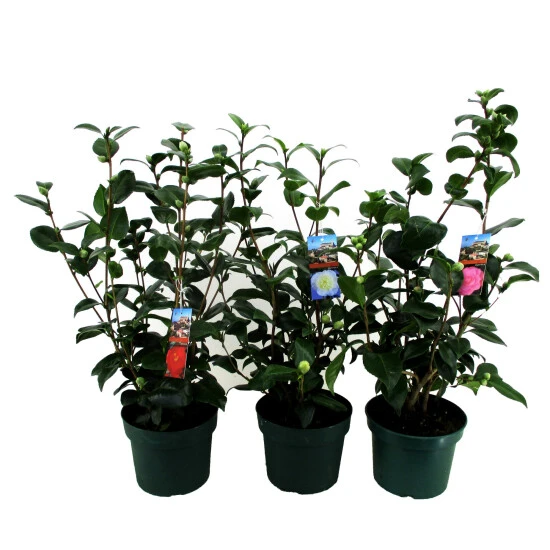 Kamelie, Camellia Japonica, Blüte: Farbmix 3 Kamelie, Camellia Japonica, Blüte: Farbmix