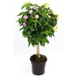 Wandelroeschen, Lantana Camara, Blüte: Violett