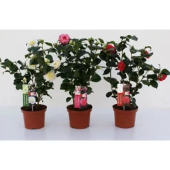 Kamelie, Camellia Japonica »Dr. King«, Blüte: Rot