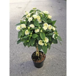 Wandelröschen, Lantana Camara, Blüte: In Farben -Wohnen Wohndeko Verkäufe unnamed file 5528