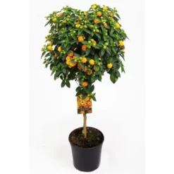 Wandelroeschen, Lantana Camara, Blüte: Orange