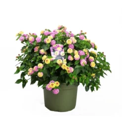 Wandelröschen, Lantana Camara, Blüte: Violett