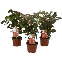 Kamelie, Camellia Japonica, Blüte: Mehrfarbig -Wohnen Wohndeko Verkäufe unnamed file 5533