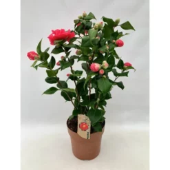 Kamelie, Camellia Japonica »Dr. King«, Blüte: Rot