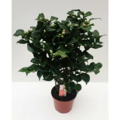 Kamelie, Camellia Japonica »Dr. King«, Blüte: Rot