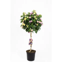 Wandelröschen, Lantana Camara, Blüte: Violett