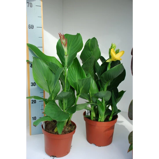 Indisches Blumenrohr, Canna Indica, Blüte: Farbmix 3 Indisches Blumenrohr, Canna Indica, Blüte: Farbmix