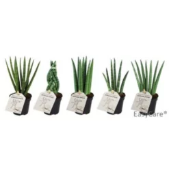 Bogenhanf »Sanseveria Cylindrica«, 10 Cm