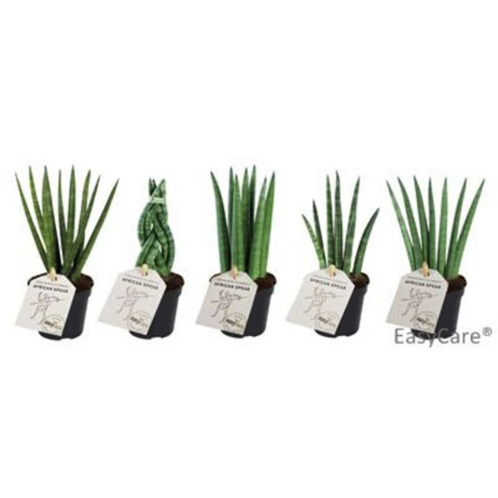 Bogenhanf »Sanseveria Cylindrica«, 10 Cm 3 Bogenhanf »Sanseveria Cylindrica«, 10 Cm