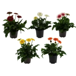 Gerbera Freiland, Gerbera Hybriden »in Sorten«, Blüte: Farbmix