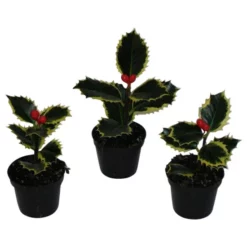 Europaeische_stechpalme »Ilex«, 10 Cm
