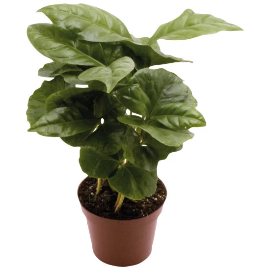 Kaffeepflanze »Coffea Arabica«, 15 Cm 3 Kaffeepflanze »Coffea Arabica«, 15 Cm