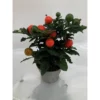 Korallenstrauch »Solanum Pseudocapsicum«, 10 Cm -Wohnen Wohndeko Verkäufe unnamed file 5549