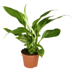 Gartenkrone Einblatt »Spathiphyllum Uno«, 10 Cm
