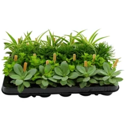 Grünpflanze »Smit Standard Mix«, 10 Cm