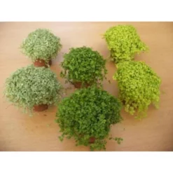 Bubikopf »Soleirolia Soleirolii«, 10 Cm