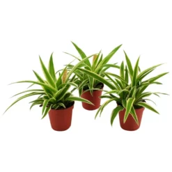 Smit Grünlilie »Chlorophytum Ocean «, 10 Cm