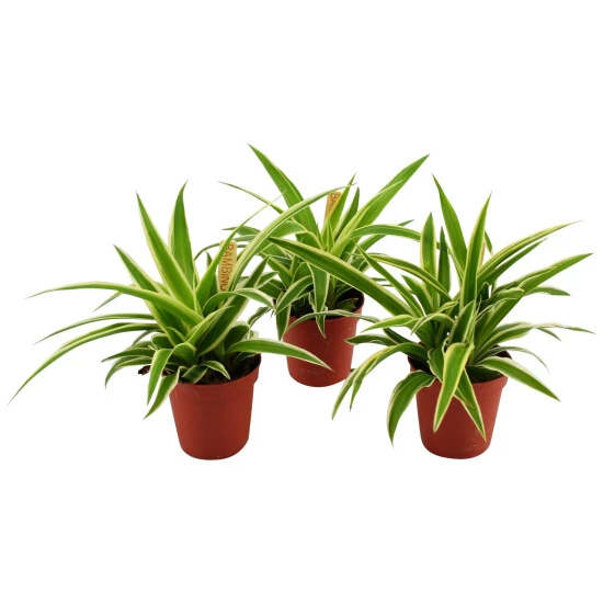 Smit Grünlilie »Chlorophytum Ocean «, 10 Cm 3 Smit Grünlilie »Chlorophytum Ocean «, 10 Cm