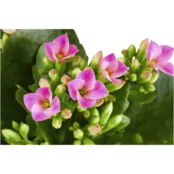 Gartenkrone Flammendes Käthchen »Kalanchoe Blossfeldiana«, 10 Cm -Wohnen Wohndeko Verkäufe unnamed file 5556