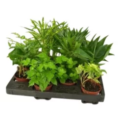 Gartenkrone Grünpflanze »Grünpflanzen«, 10 Cm -Wohnen Wohndeko Verkäufe unnamed file 5559