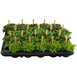 Grünpflanze »Smit Mix«, 10 Cm