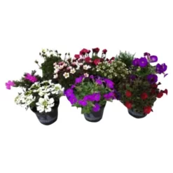 RockCollection® Stauden »Rock Collection Mini«, 10 Cm