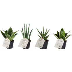 Grünpflanze »Grünpflanzen«, 10 Cm