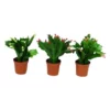 Gartenkrone Weihnachtskaktus »Schlumbergera«, 10 Cm -Wohnen Wohndeko Verkäufe unnamed file 5564