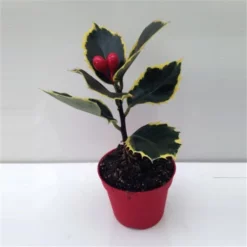 Europaeische_stechpalme »ILEX«, 10 Cm