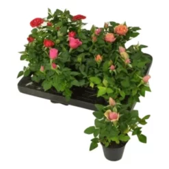 Gartenkrone Rosa_hybriden »Rosa«, 10 Cm