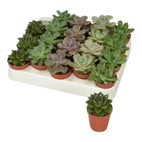 Echeverien »Echeveria«, 5 Cm 3 Echeverien »Echeveria«, 5 Cm