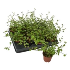 Drahtwein »Mühlenbeckia Complexa«, 10 Cm