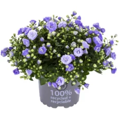 Gartenkrone Campanula »Campanula Haylodgensis«, 10 Cm