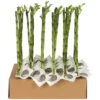 Glücksbambus »Lucky Bamboo«, 45 Cm 1 Glücksbambus »Lucky Bamboo«, 45 Cm -Wohnen Wohndeko Verkäufe unnamed file 5571