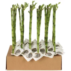 Glücksbambus »Lucky Bamboo«, 45 Cm
