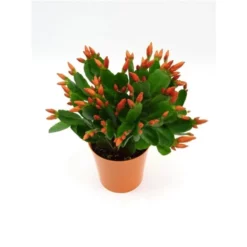 Osterkaktus »Rhipsalidopsis«, 5 Cm