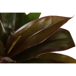 Gartenkrone Grünpflanze »Grünpflanzen«, 10 Cm -Wohnen Wohndeko Verkäufe unnamed file 5575