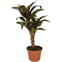 Gartenkrone Grünpflanze »Grünpflanzen«, 10 Cm -Wohnen Wohndeko Verkäufe unnamed file 5576