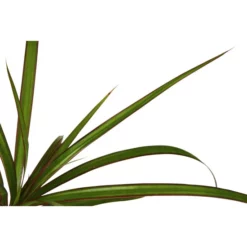 Gartenkrone Grünpflanze »Grünpflanzen«, 10 Cm -Wohnen Wohndeko Verkäufe unnamed file 5578