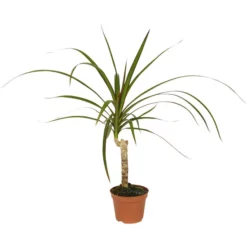 Gartenkrone Grünpflanze »Grünpflanzen«, 10 Cm -Wohnen Wohndeko Verkäufe unnamed file 5579