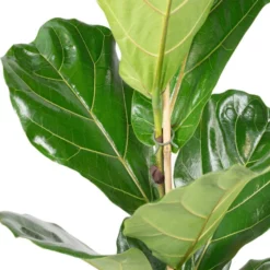 Geigenfeige, Ficus Lyrata, Im Kunststoff-Kulturtopf -Wohnen Wohndeko Verkäufe unnamed file 558