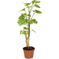 Gartenkrone Grünpflanze »Grünpflanzen«, 10 Cm -Wohnen Wohndeko Verkäufe unnamed file 5581