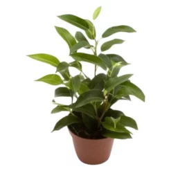 Birkenfeige »Ficus Benjamina«, 10 Cm
