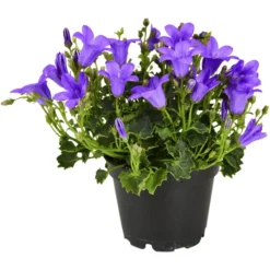 Gartenkrone Campanula »Campanula Portenschlagiana«, 10 Cm
