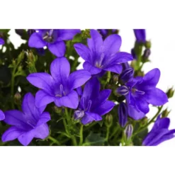 Gartenkrone Campanula »Campanula Portenschlagiana«, 10 Cm -Wohnen Wohndeko Verkäufe unnamed file 5588