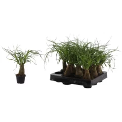 Elefantenfuß »Beaucarnea Recurvata«, 15 Cm