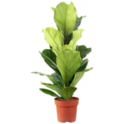 Geigenfeige, Ficus Lyrata, Im Kunststoff-Kulturtopf -Wohnen Wohndeko Verkäufe unnamed file 559