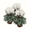 Alpenveilchen »Cyclamen«, 5 Cm